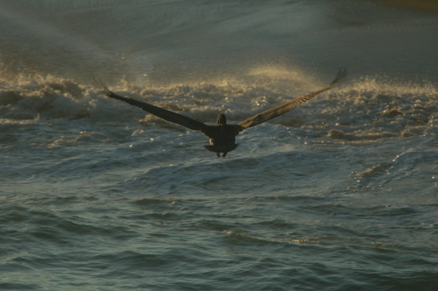 pelican flying away from camera